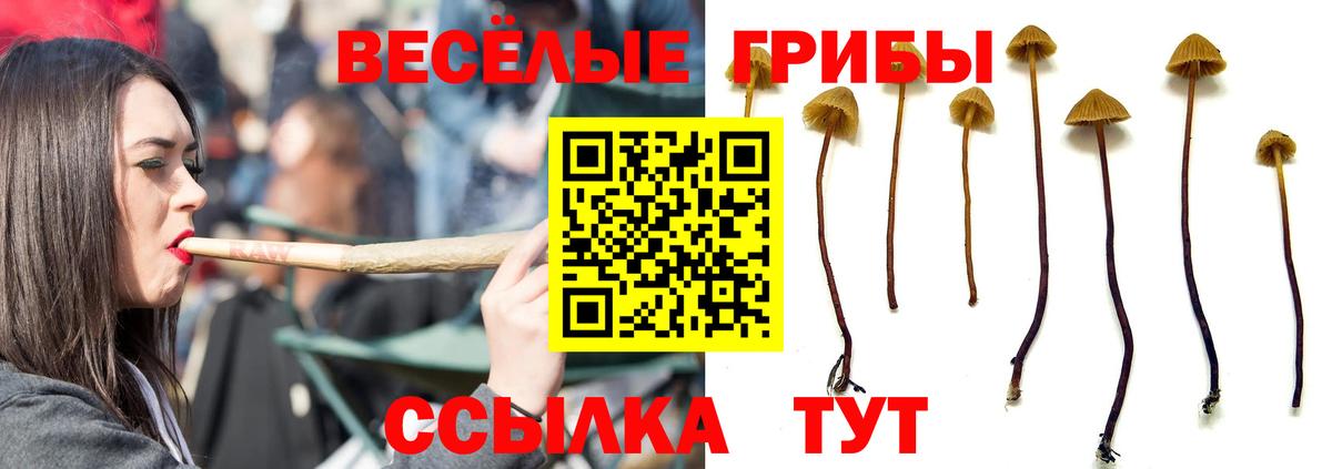 Псилоцибиновые грибы MAGIC MUSHROOMS  Галлюциногенные грибы Psilocybe  Евпатория  Вход с VPN 